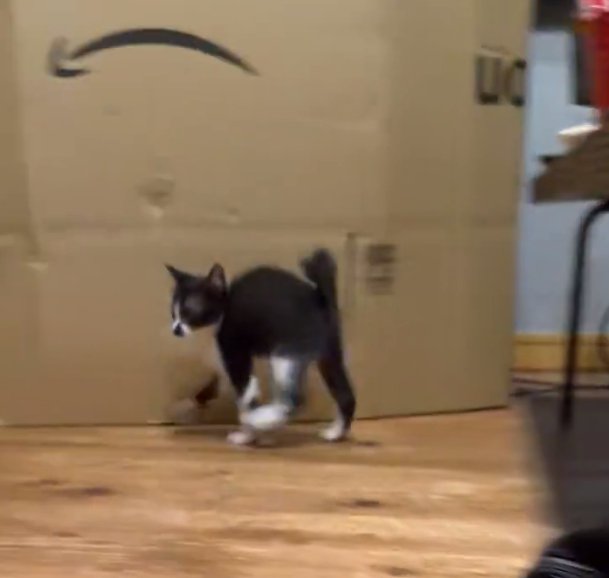 ダンスをするような子猫