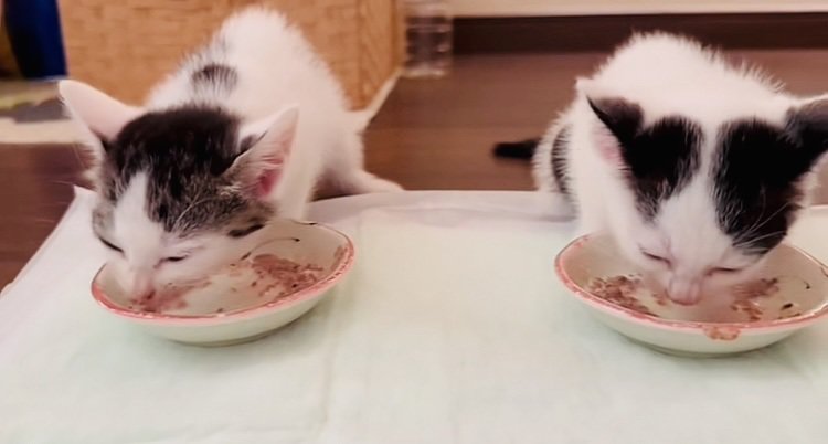 並んでごはんを食べる2匹の子猫