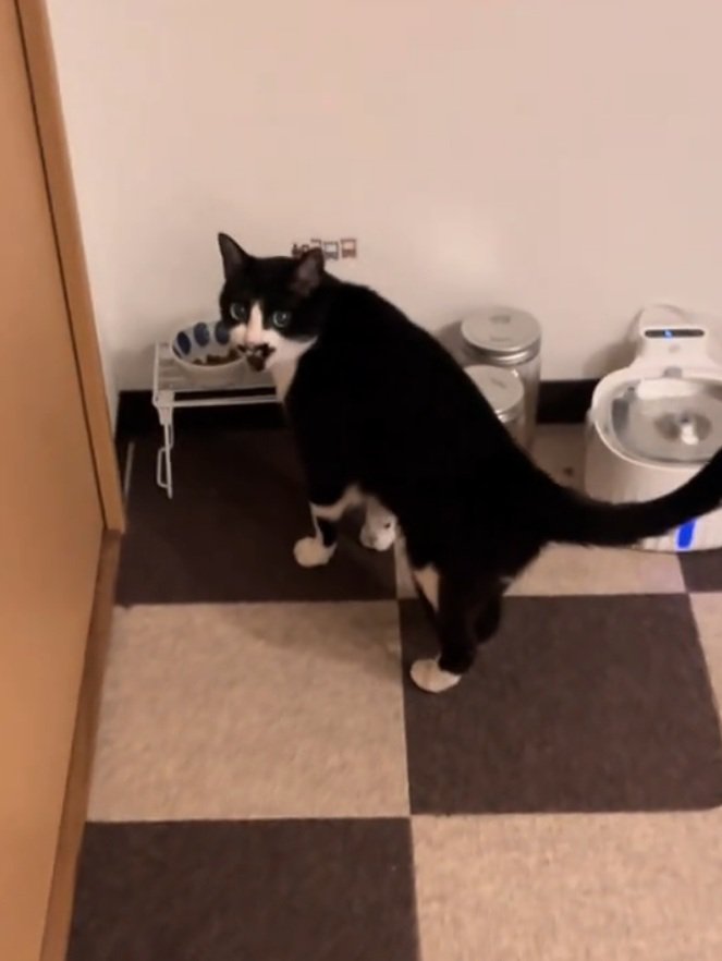 驚いた表情の猫