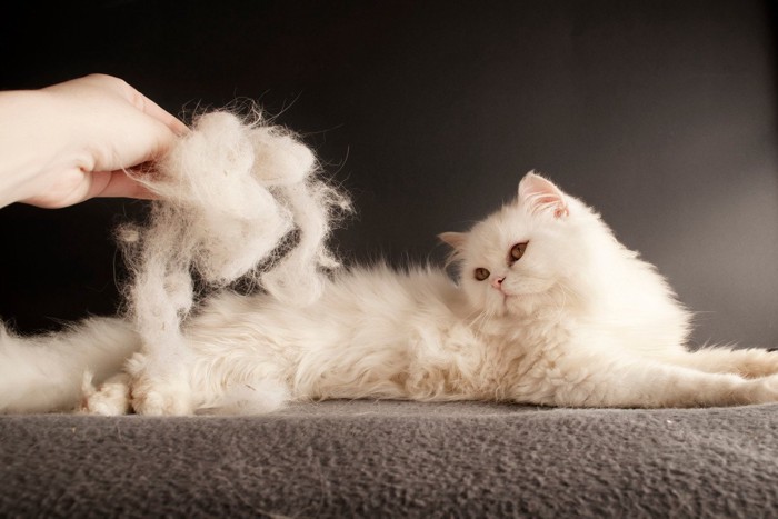 白猫と抜け毛の塊