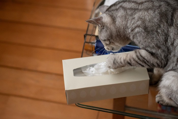 箱からティッシュを引っ張る猫