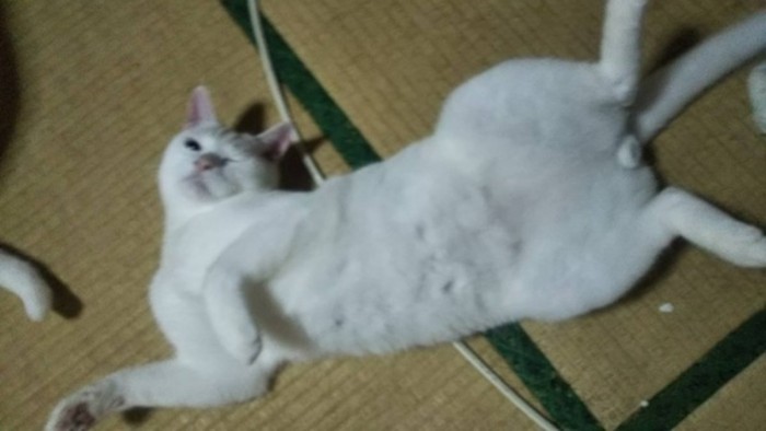 お腹を見せつけてくる猫