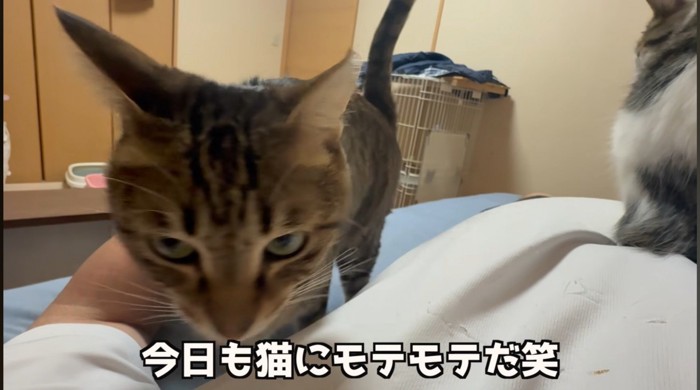 きじとらと猫