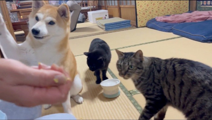 老人を見つめる2匹の猫と犬