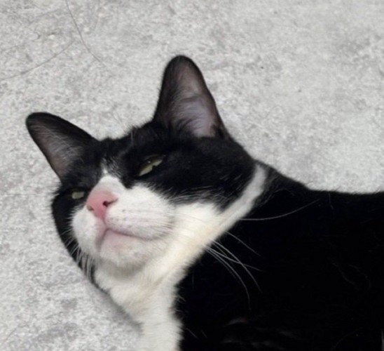猫の顔