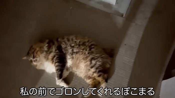 横になる猫