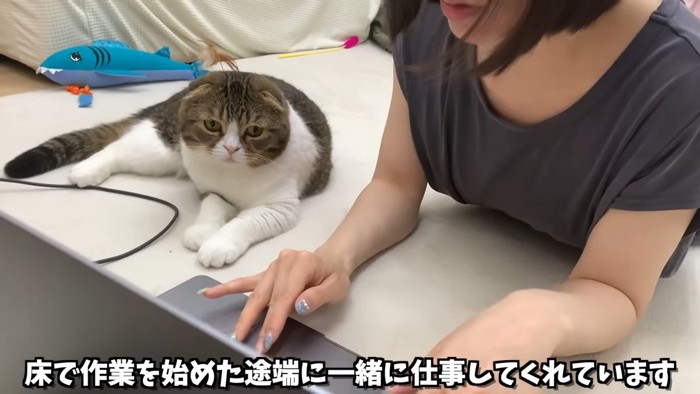 パソコンを見る猫