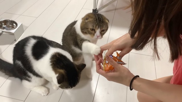 人の手にタッチするおすわりしている猫