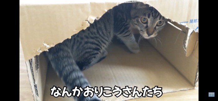 ダンボールに入る猫