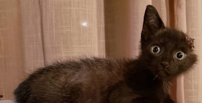 片耳が欠けた黒い子猫