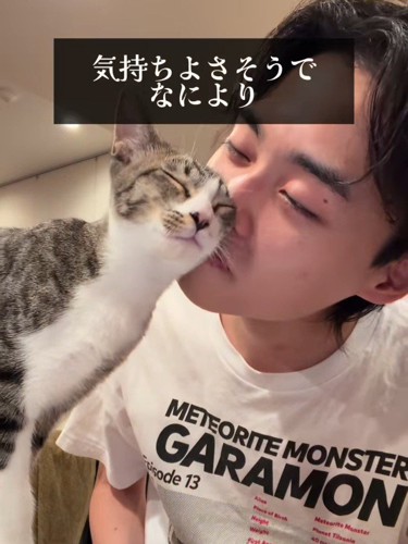 人の顔にスリスリする猫