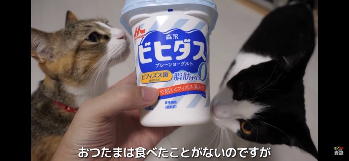 ヨーグルトのパッケージを嗅ぐ猫