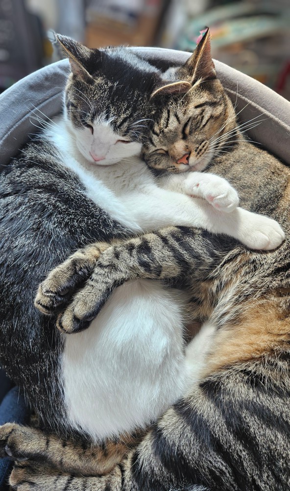 抱き合って寝る2匹の猫