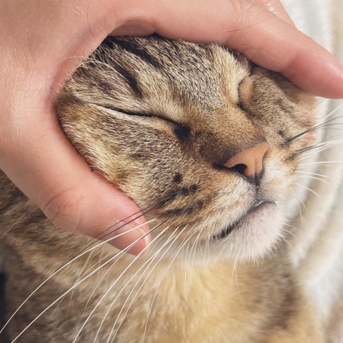 甘える猫