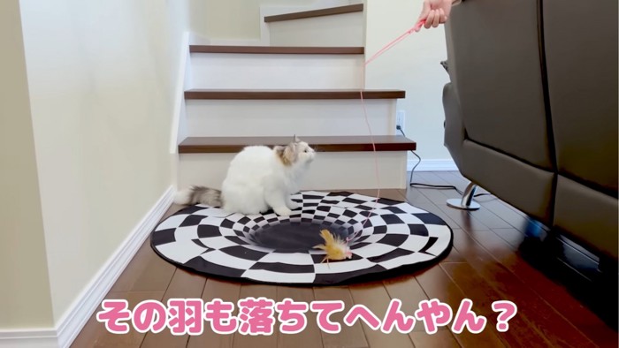 飼い主を見つめるつくしちゃん