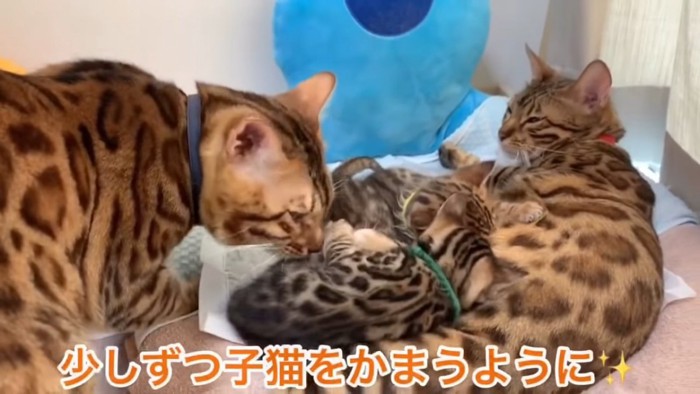 子猫に顔を近づける成猫