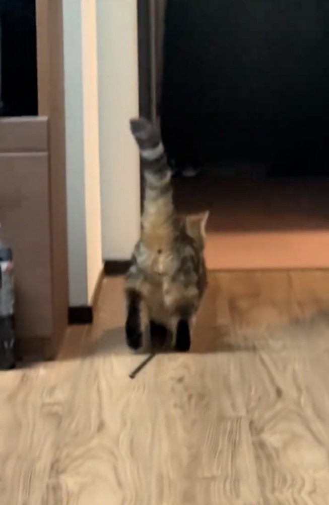 立ち去る猫
