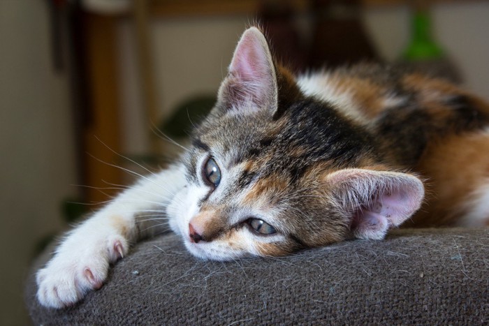 抜け毛を椅子につける子猫