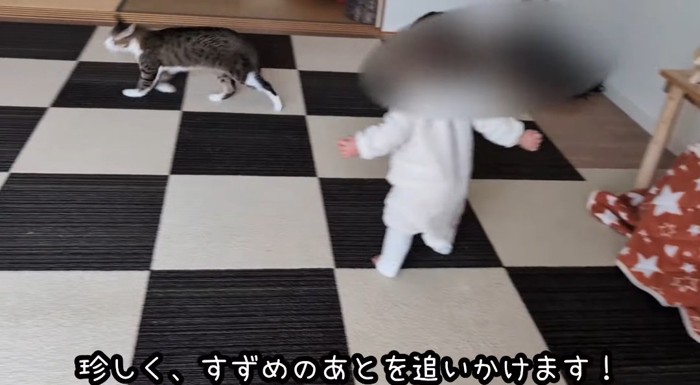 赤ちゃんと猫