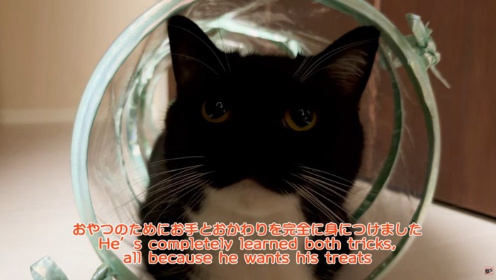 キャットトンネルに入っている猫