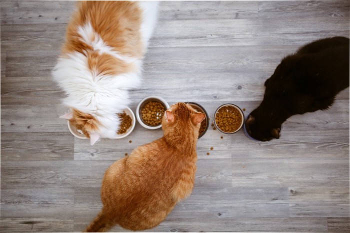 餌を食べる猫たち