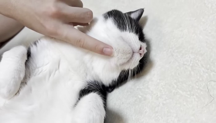 顔をなでなで