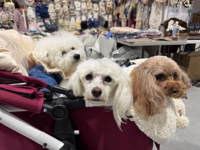 会場のわんちゃんたち