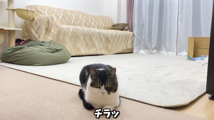 伏せの姿勢の猫