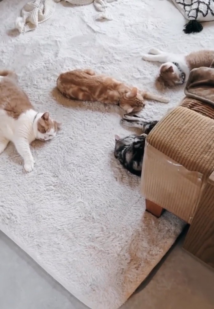 眠り続ける猫たち