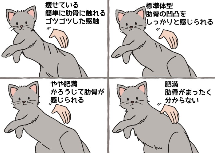 肋骨に触れるかどうかチェックするための解説イラスト