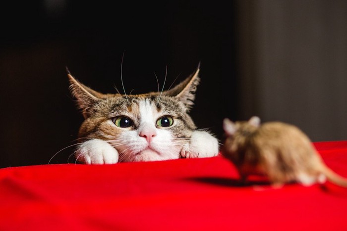 ネズミをみつめる猫