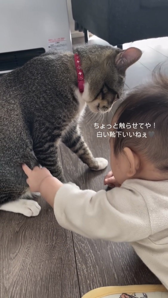 赤ちゃんと遊ぶ猫