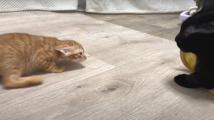 成猫から逃げる子猫
