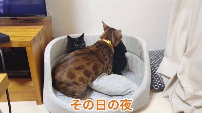 猫ベッドにいる2匹の猫