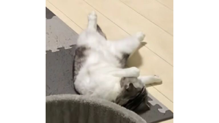 寝転がっている猫たち