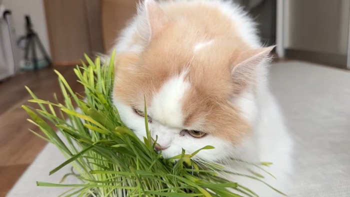 かぶりつく姿のドアップ