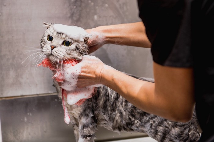 .シャンプー中の猫