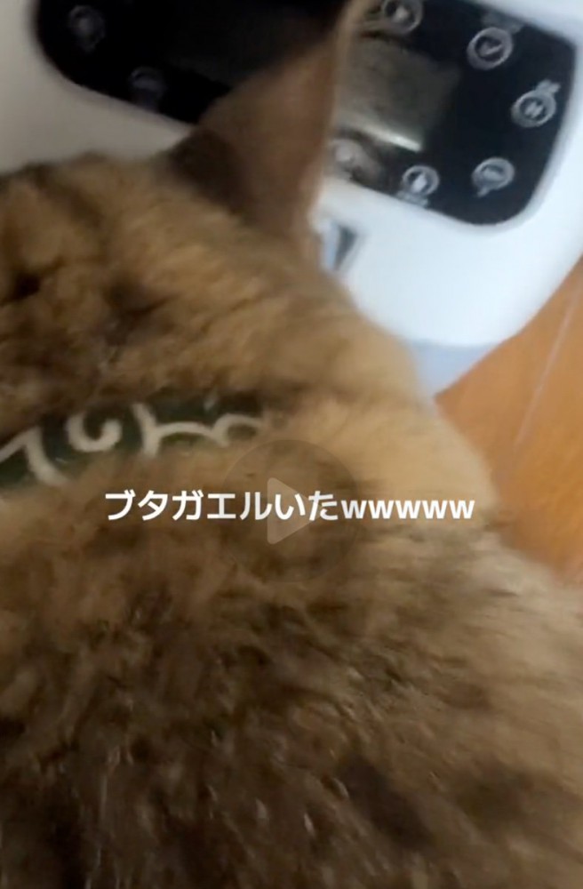 猫の後頭部