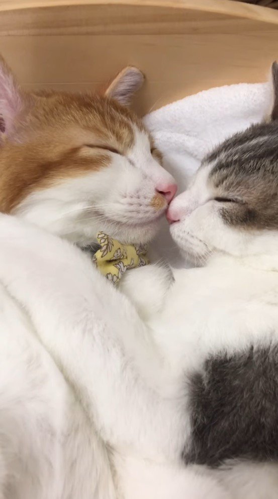 顔を近づけて眠る2頭の猫