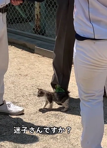 足元をうろつく子猫