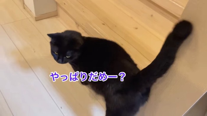 振り向く猫