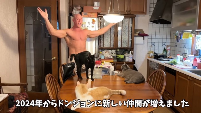 テーブルの上に乗る猫たち