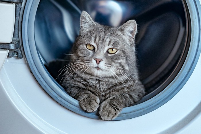 ドラム式洗濯機に入りこむ猫