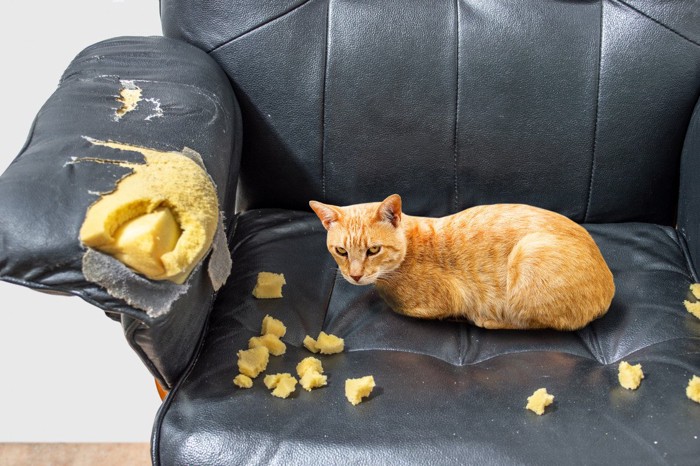 ソファーを破壊した猫