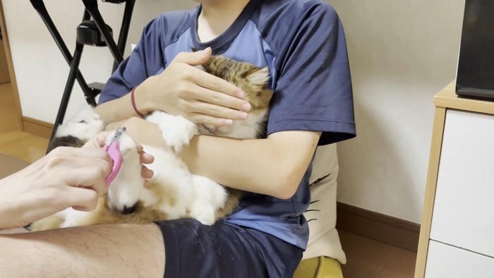 長毛猫ちゃんの目元を覆う息子さん