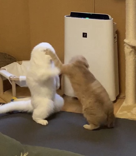 パンチが顔にめり込むむくくん