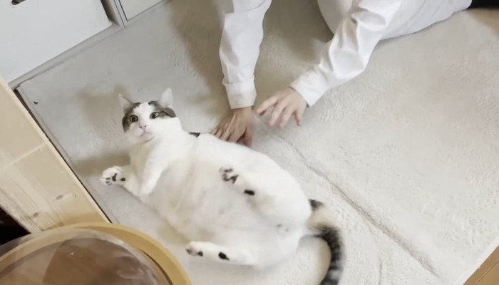 コロコロ1
