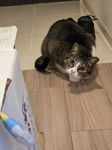 上目遣いで飼い主の様子をうかがう猫