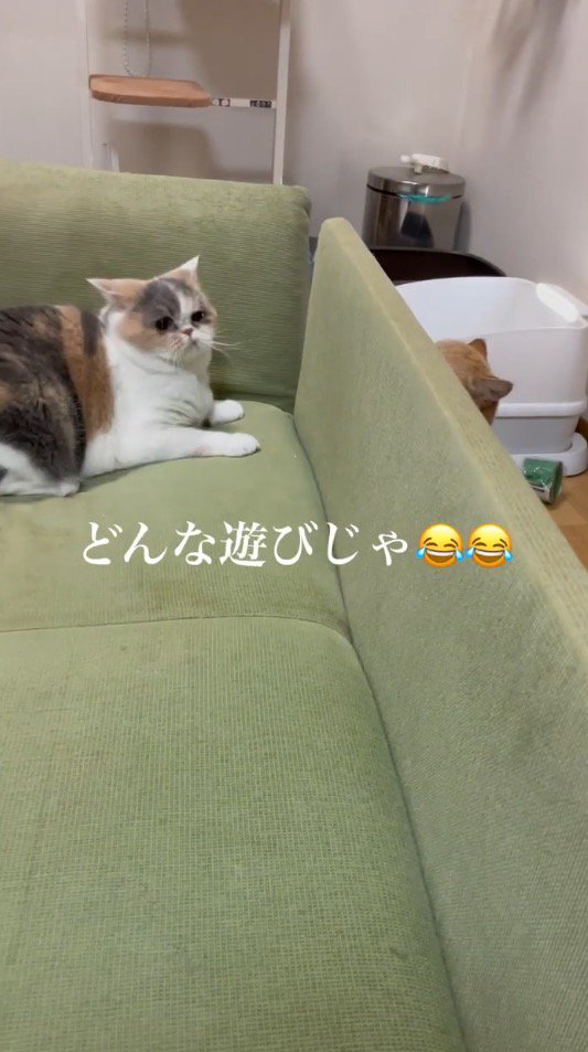 ソファの影に隠れながら飼い主の方を見る三毛猫