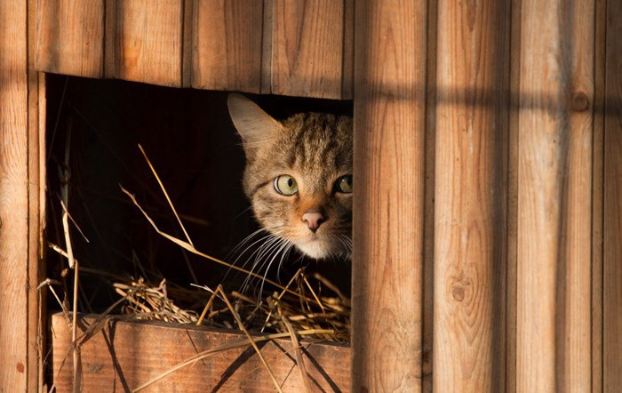 穴から覗く猫